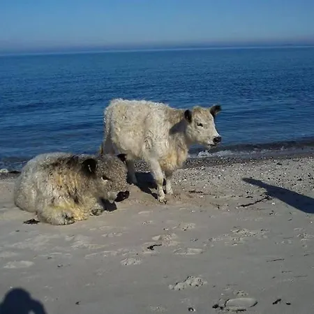 Close To Hasmark 150m Dom wakacyjny